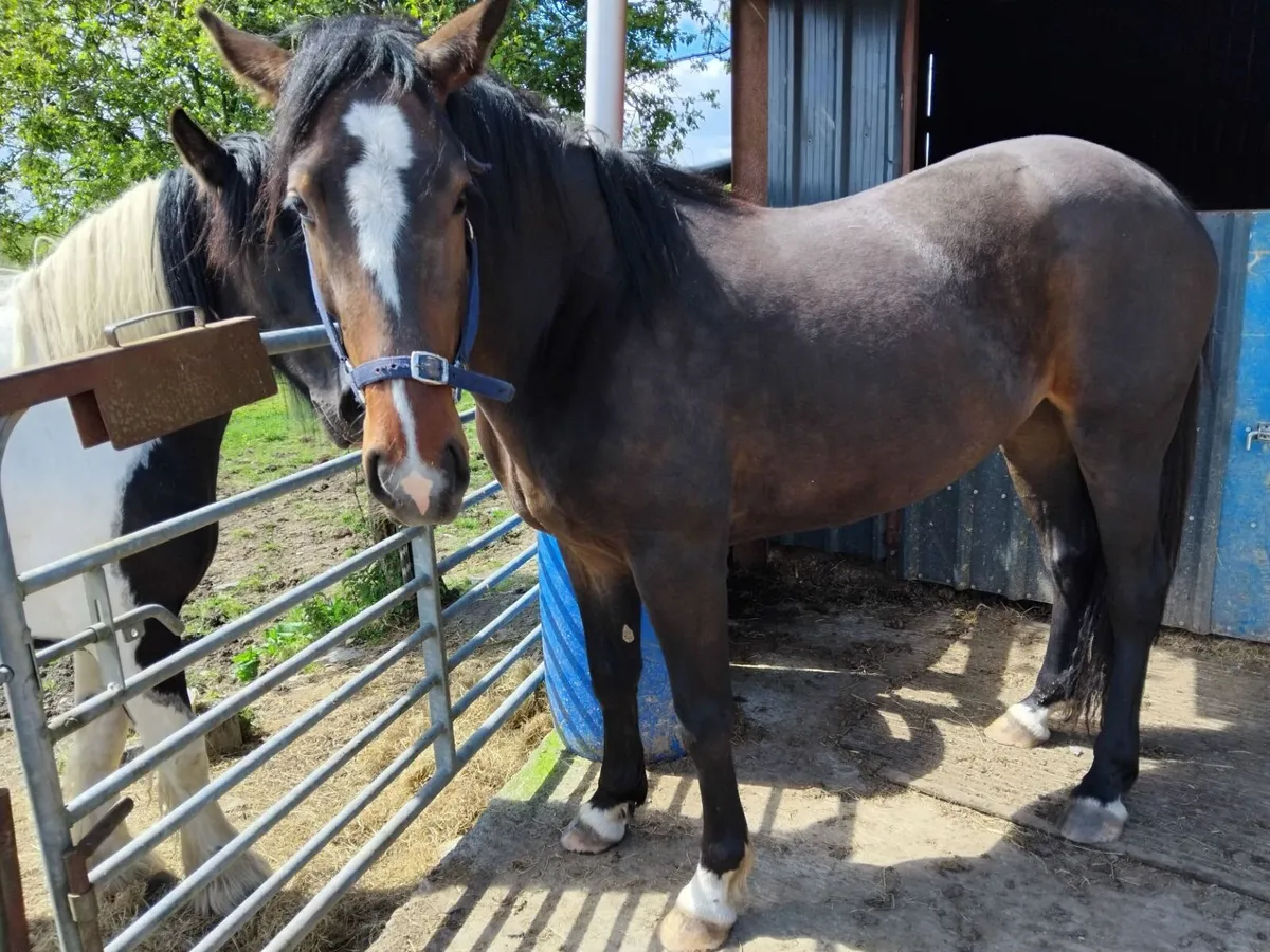 SHIRE X SPORTS HORSE - Image 3
