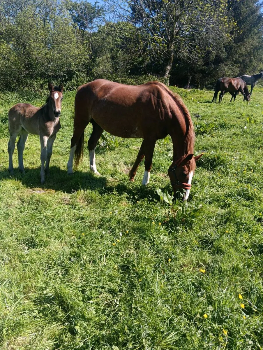 ISH broodmare - Image 4