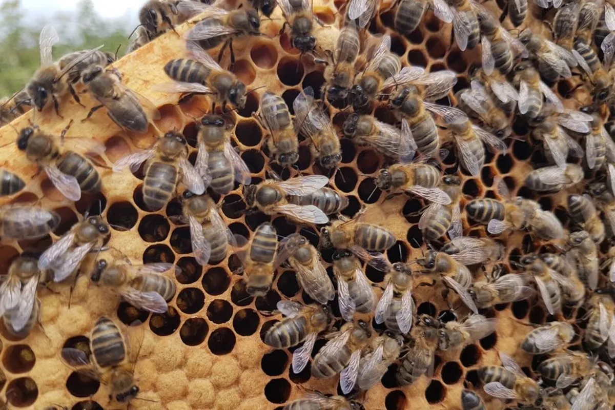 Bees / swarms WANTED - Image 2