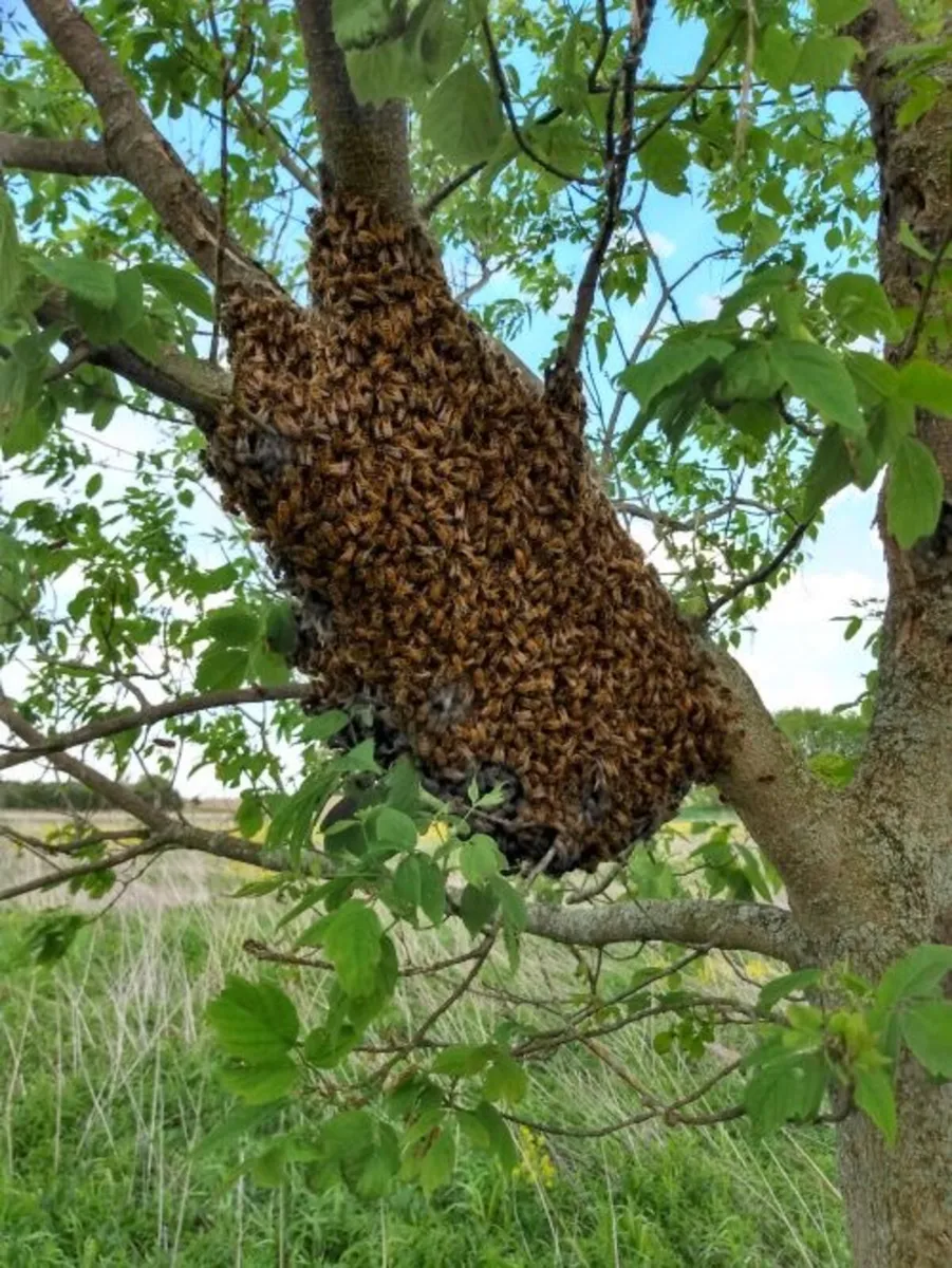 Bees / swarms WANTED - Image 1