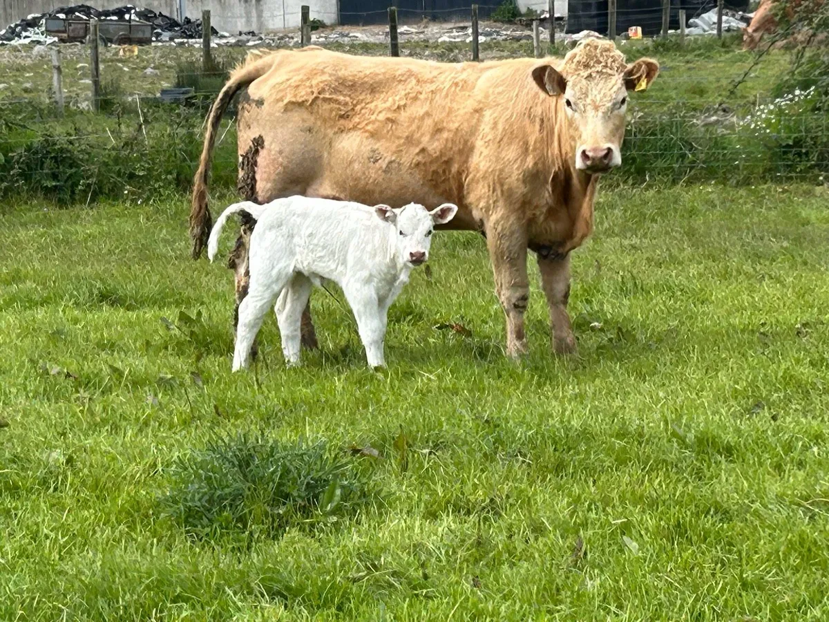2 First calved heifers and  calf’s - Image 2