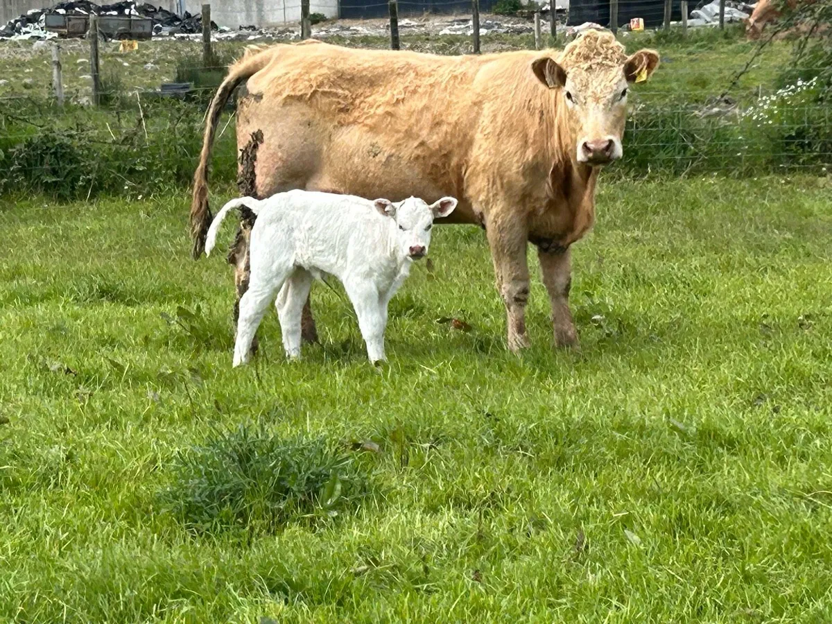 2 First calved heifers and  calf’s - Image 1