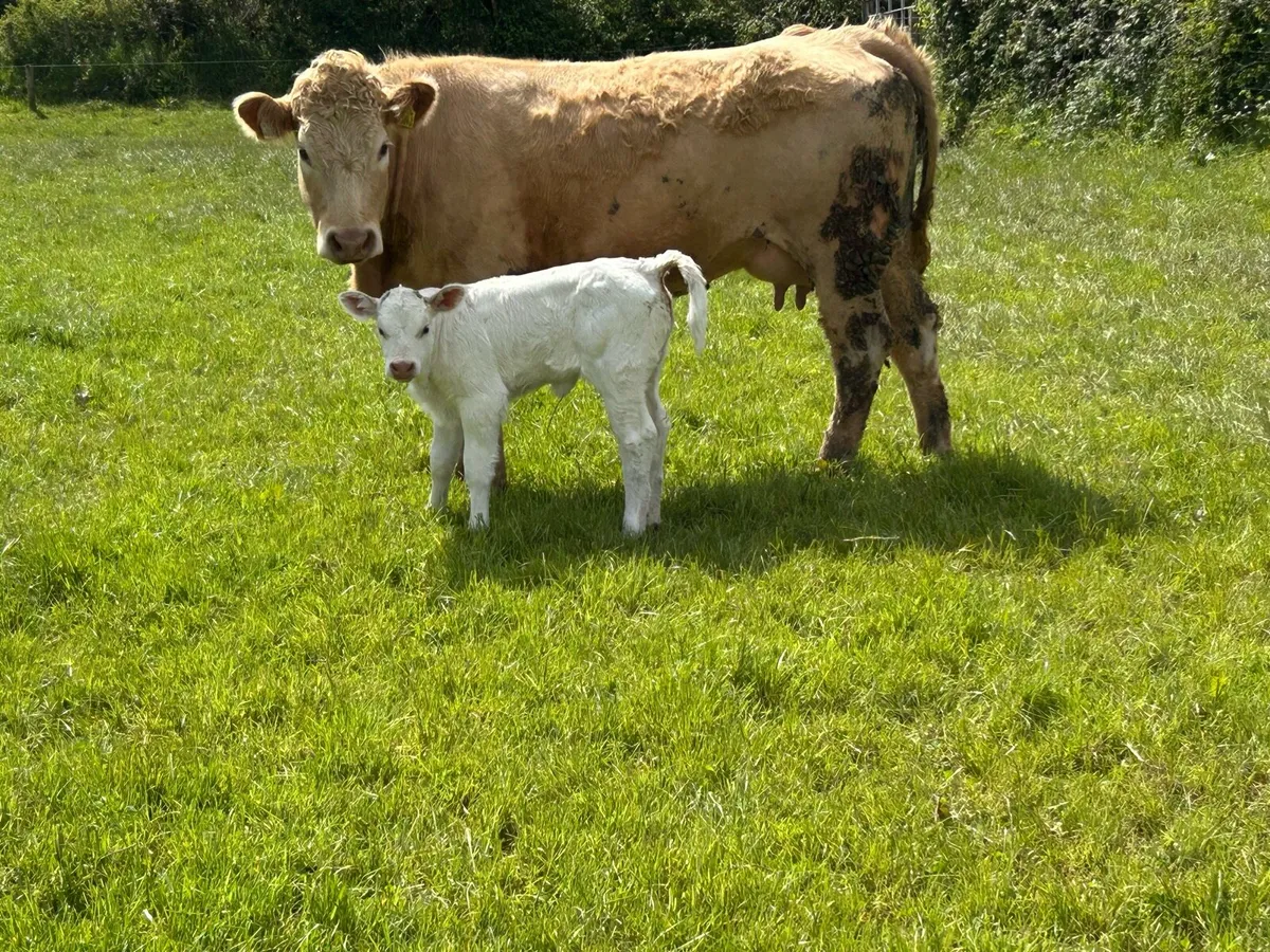 2 First calved heifers and  calf’s - Image 3