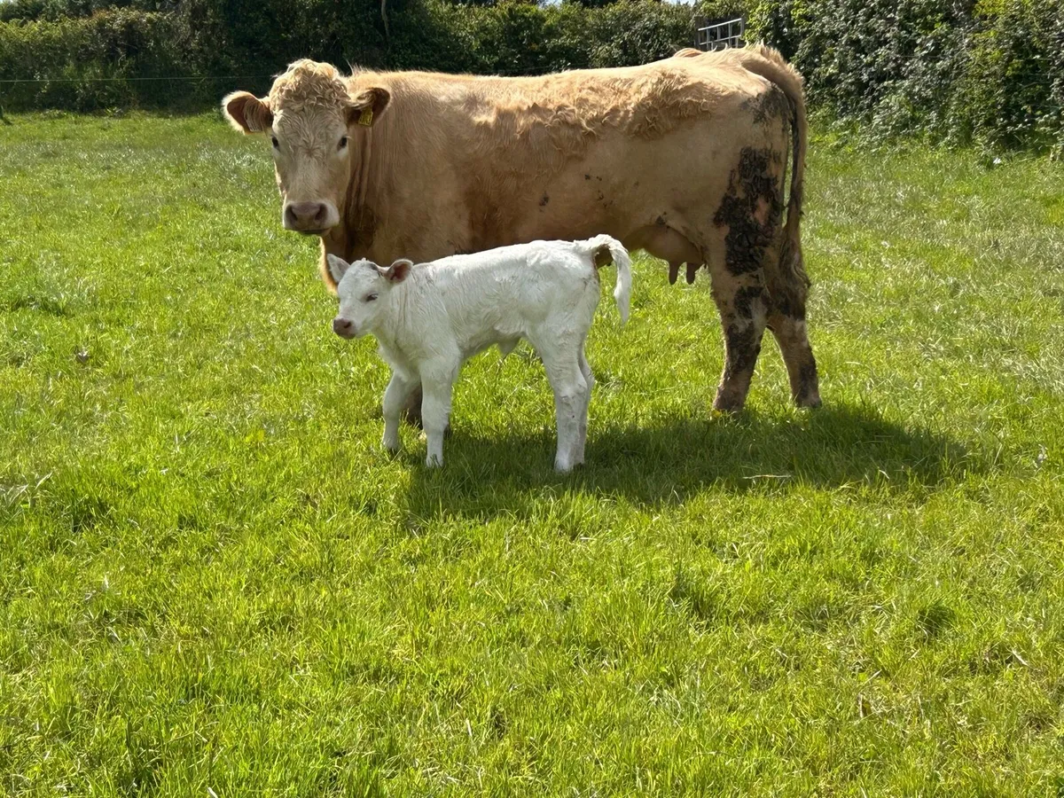 2 First calved heifers and  calf’s - Image 4