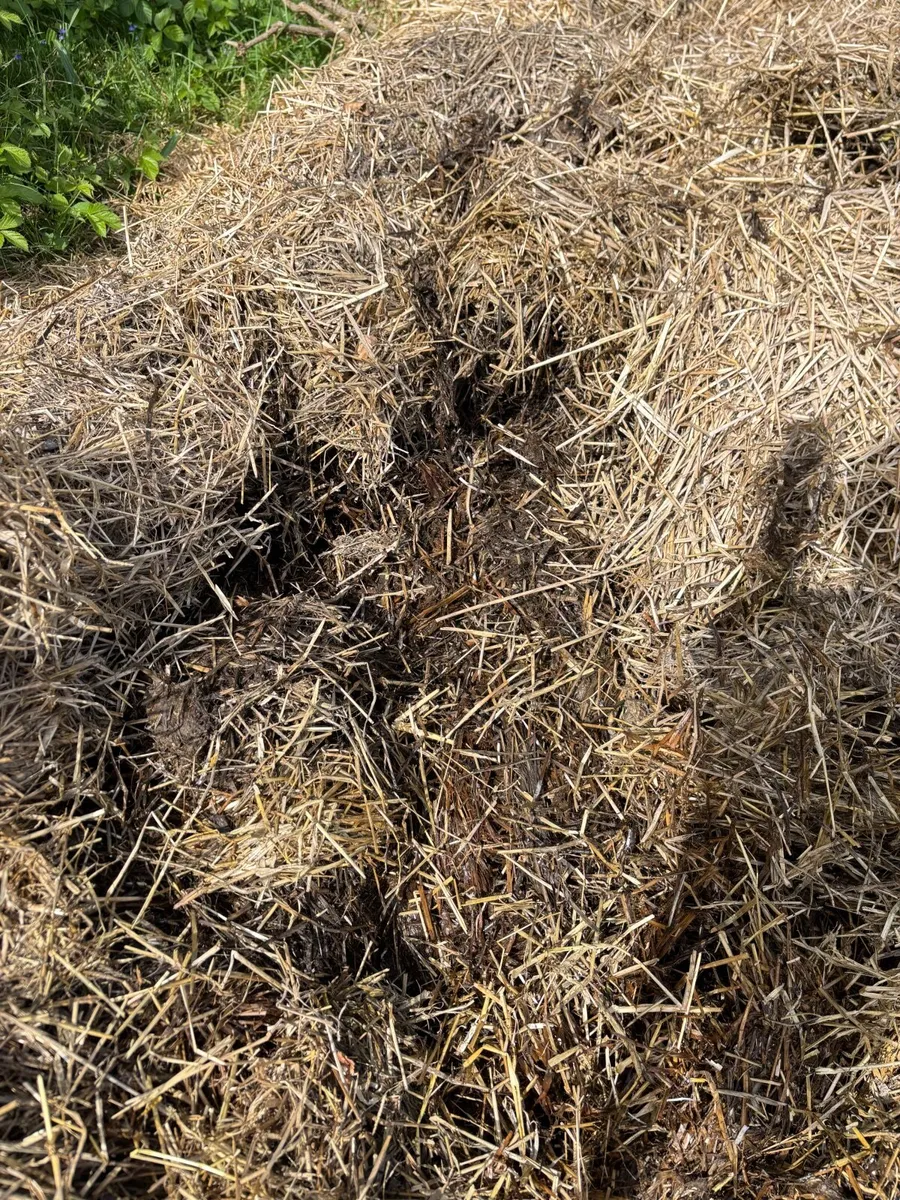 Composted Horse Manure - Image 1