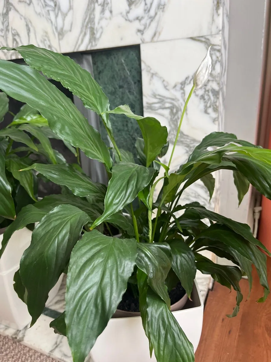 Peace Lily (Spathiphyllum) - Image 4