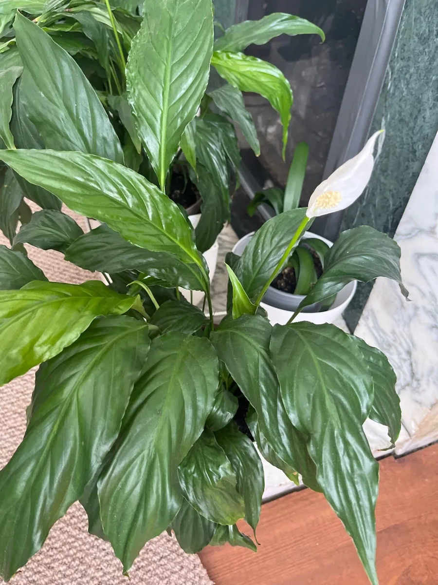 Peace Lily (Spathiphyllum) - Image 3