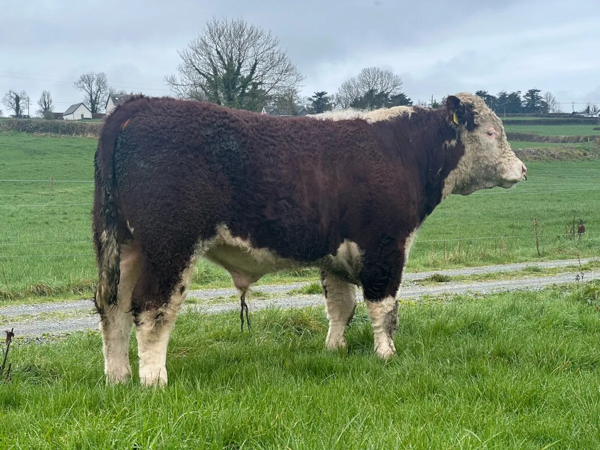 Hereford Bulls