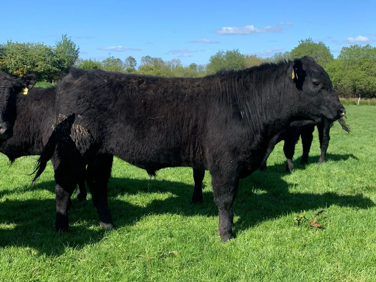 Pedigree registered Angus bulls - Image 1