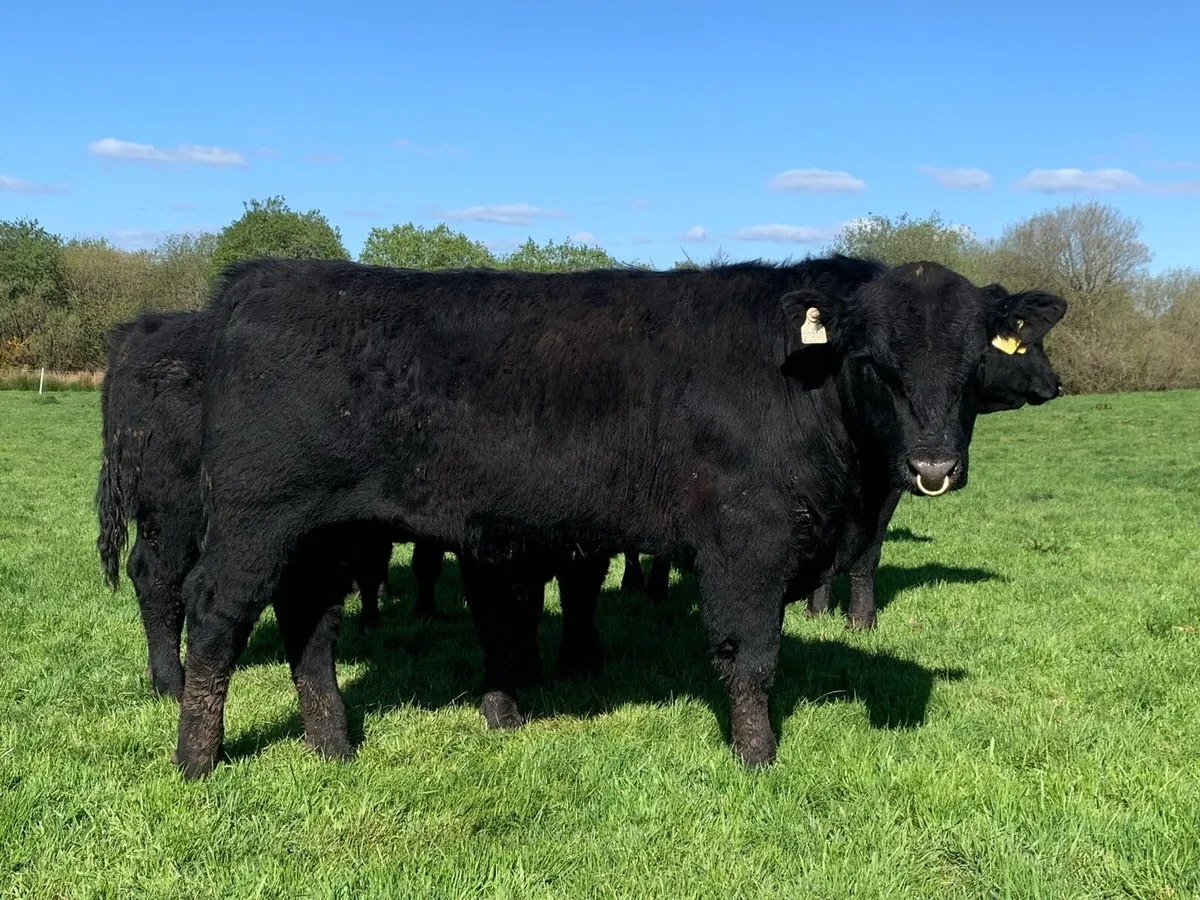 Pedigree registered Angus bulls - Image 2
