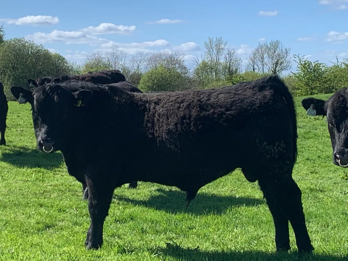 Pedigree registered Angus bulls - Image 3