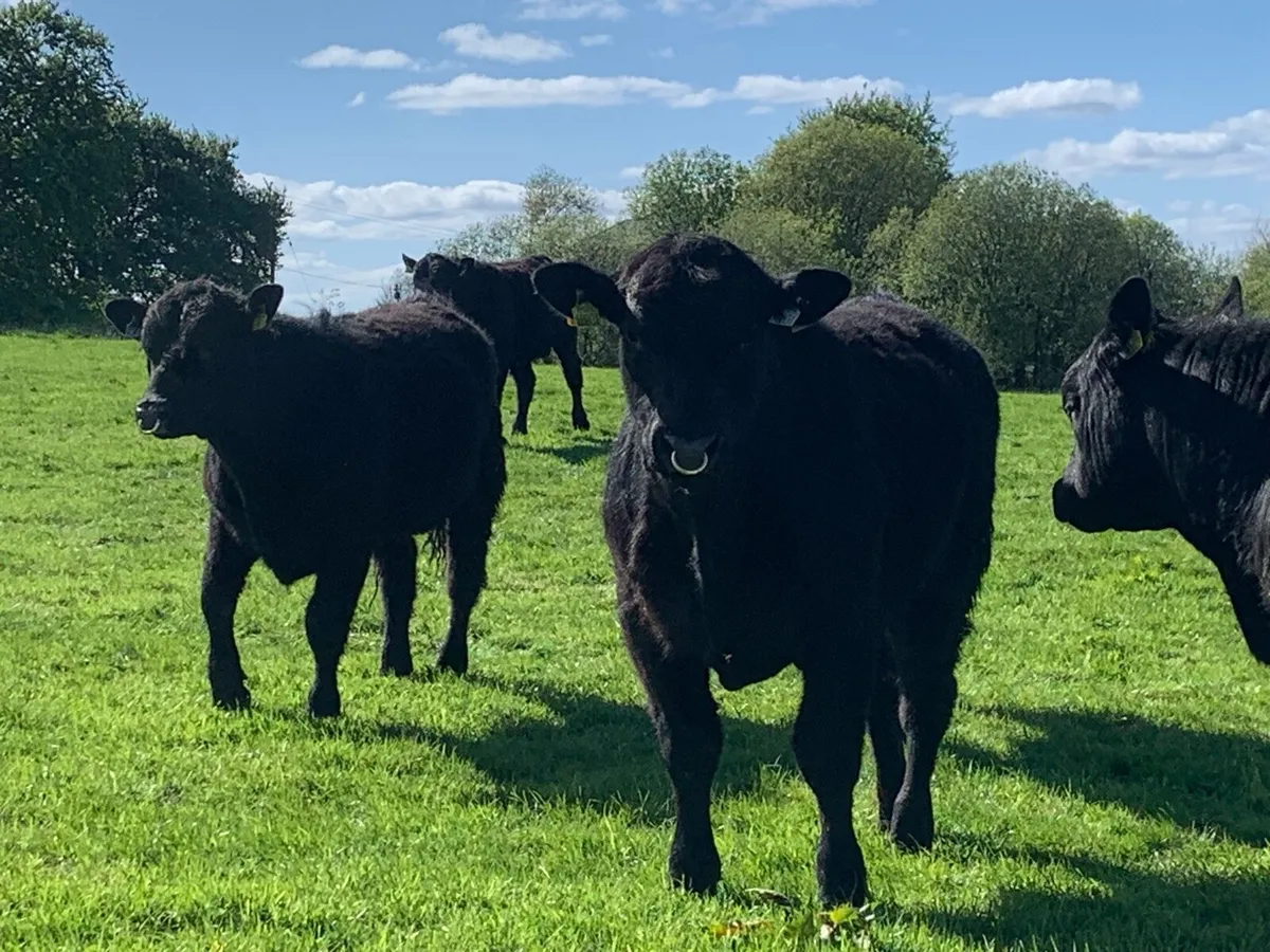 Pedigree registered Angus bulls - Image 4