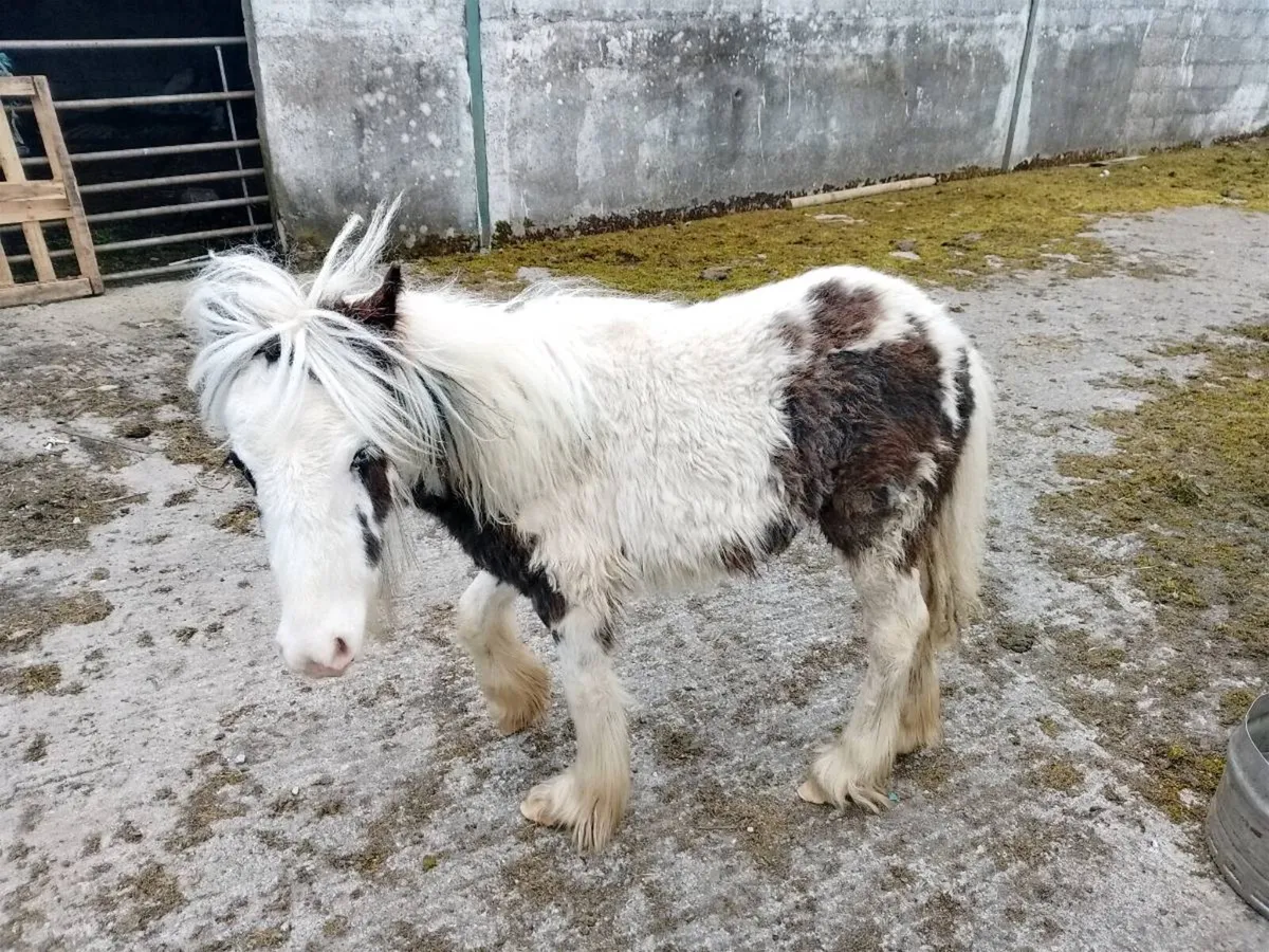 Foal - Image 1