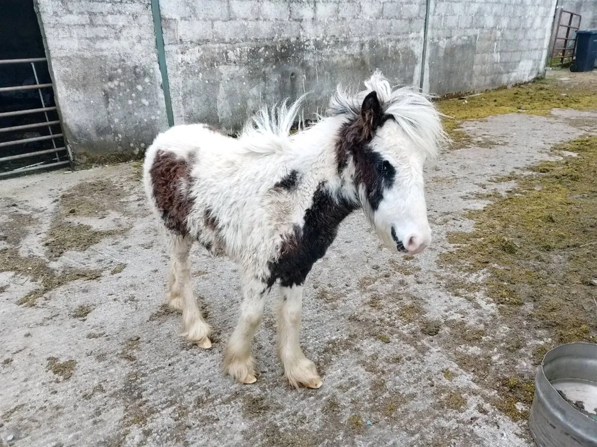 Foal - Image 2