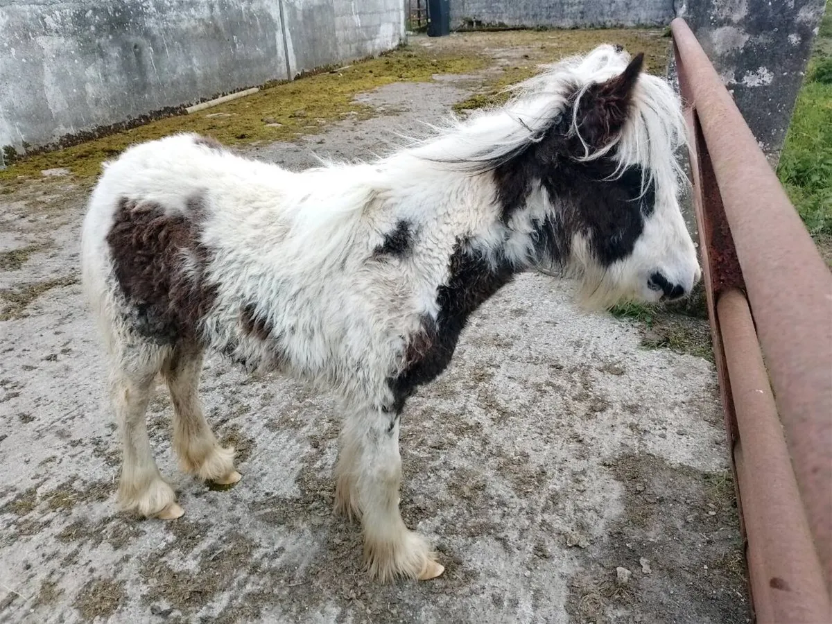 Foal - Image 3