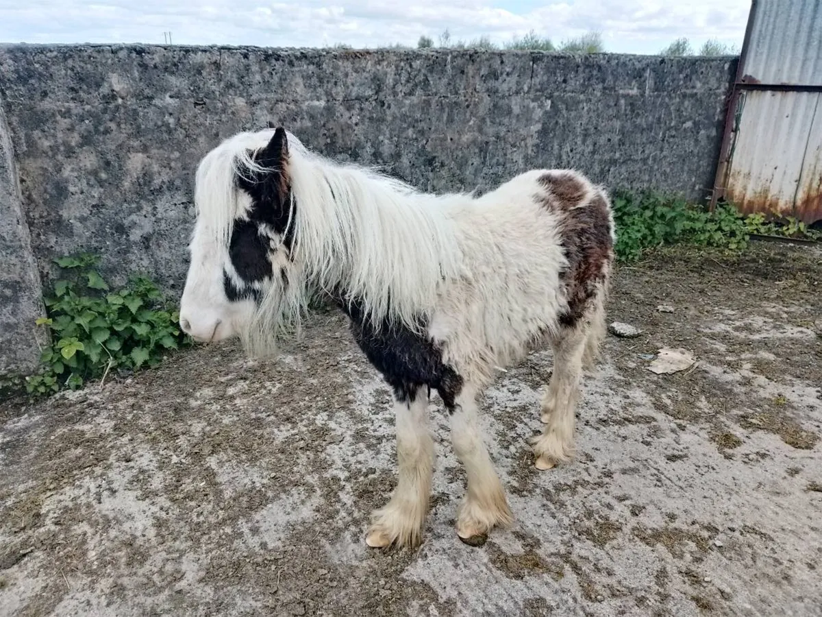 Foal - Image 4