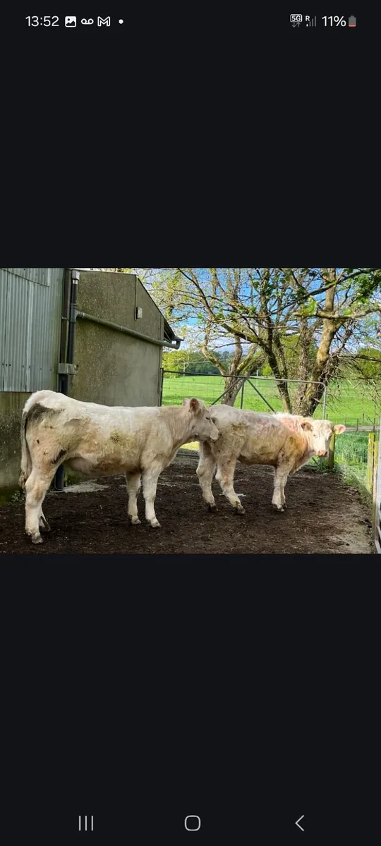 Livestock - Image 1