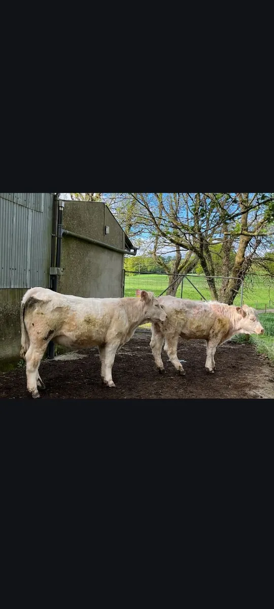 Livestock - Image 2