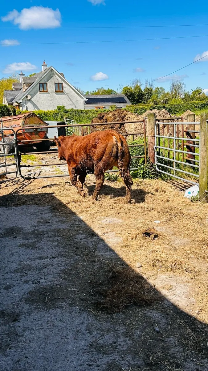 Limousin Bull - Image 1