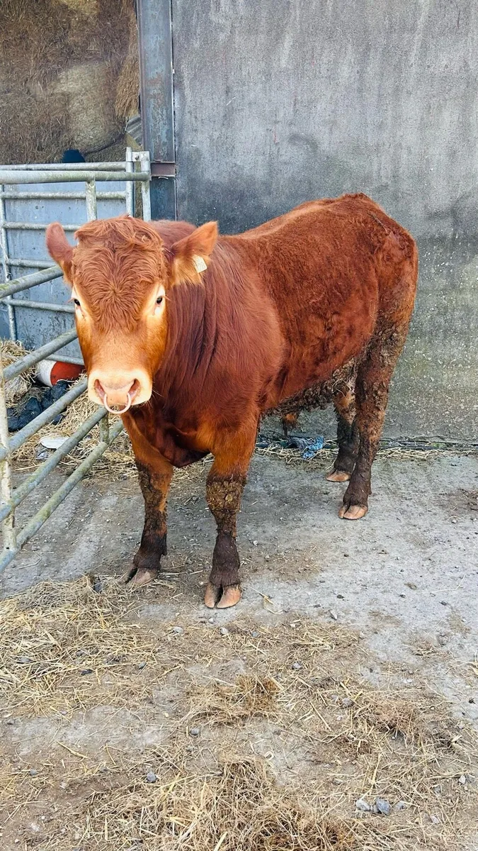 Limousin Bull - Image 2