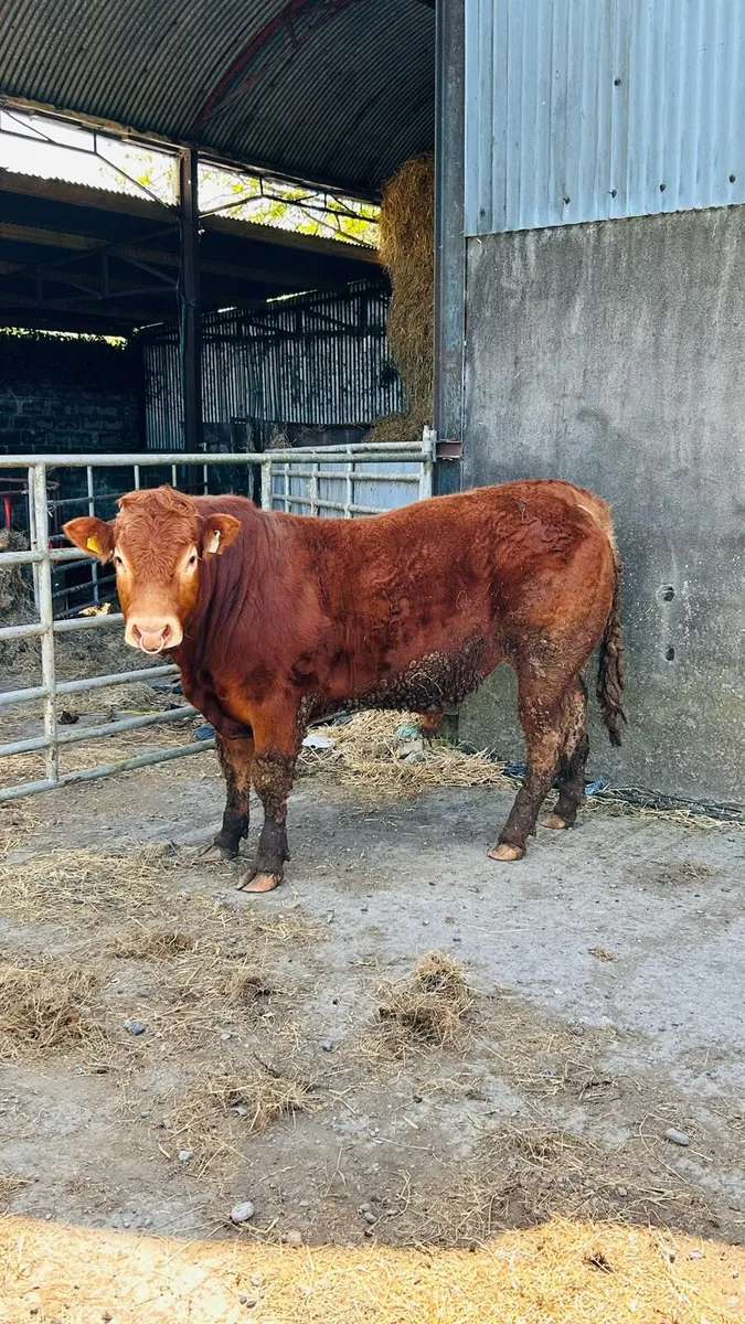 Limousin Bull - Image 3
