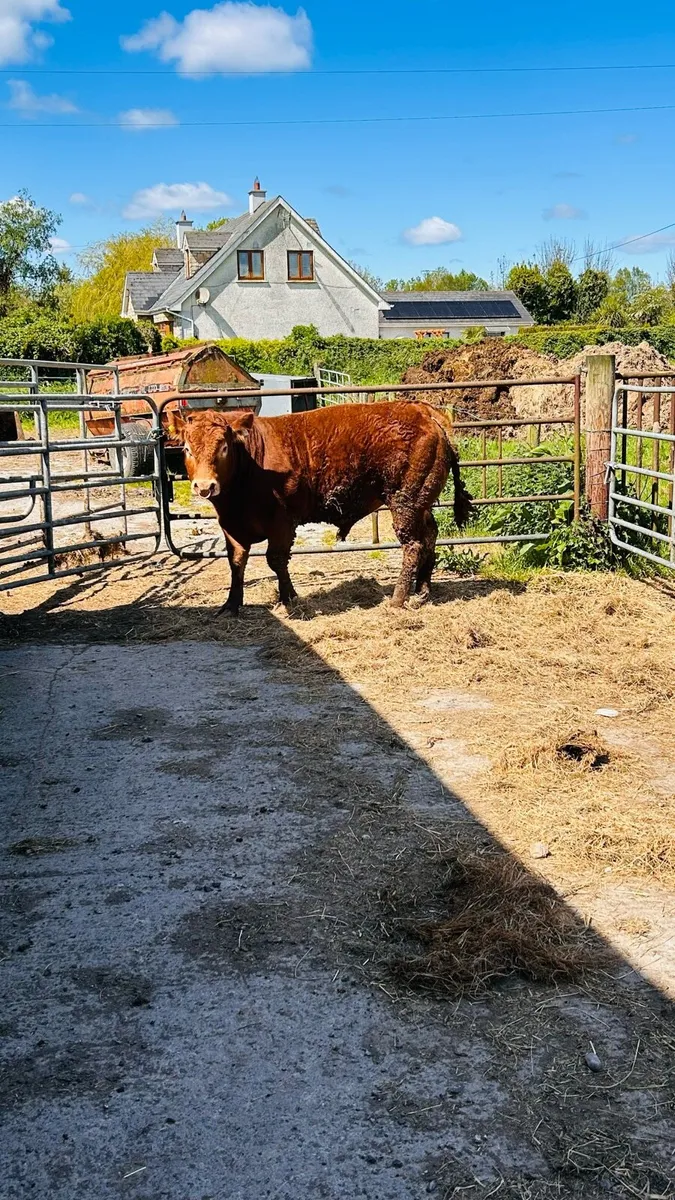 Limousin Bull - Image 4