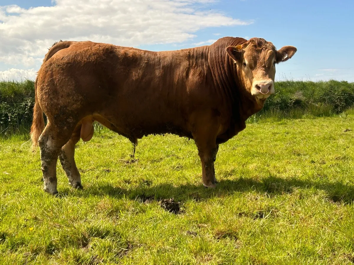 Limousin - Image 3