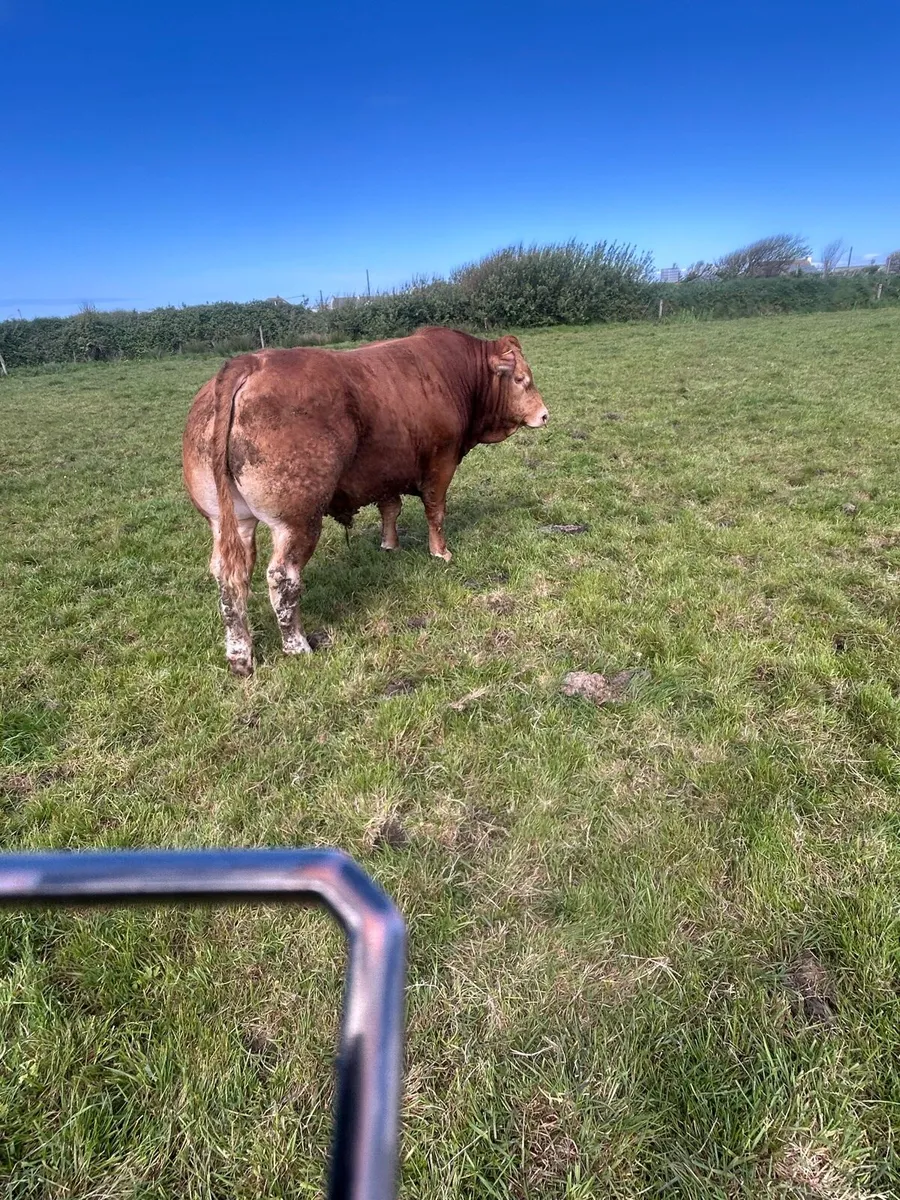 Limousin - Image 4