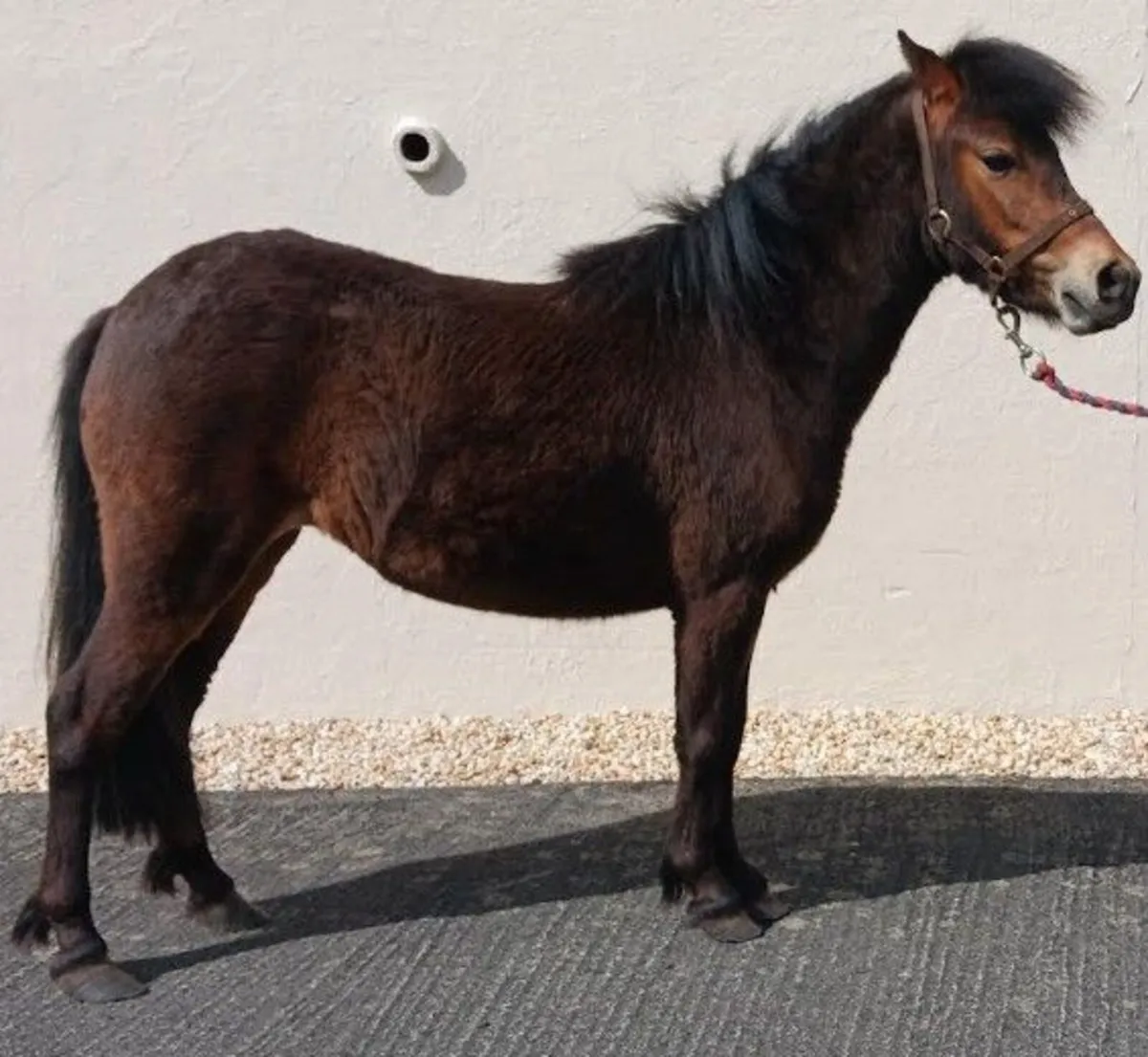 Pony - Image 1