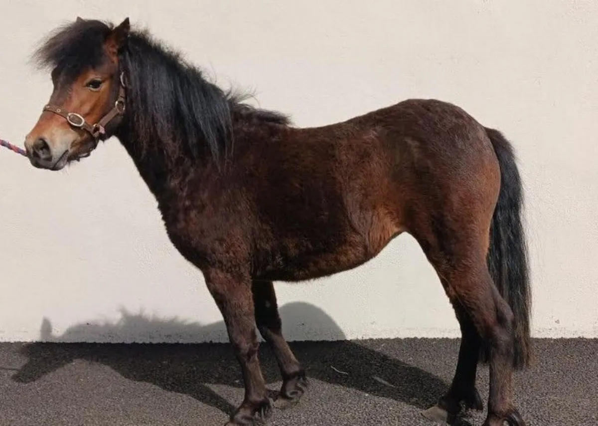 Pony - Image 2