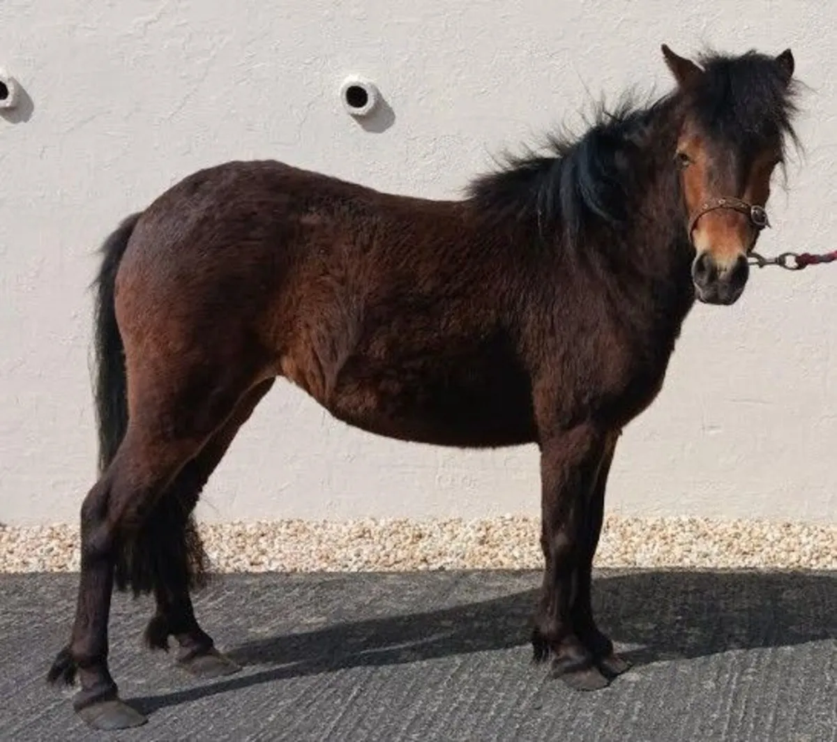 Pony - Image 3