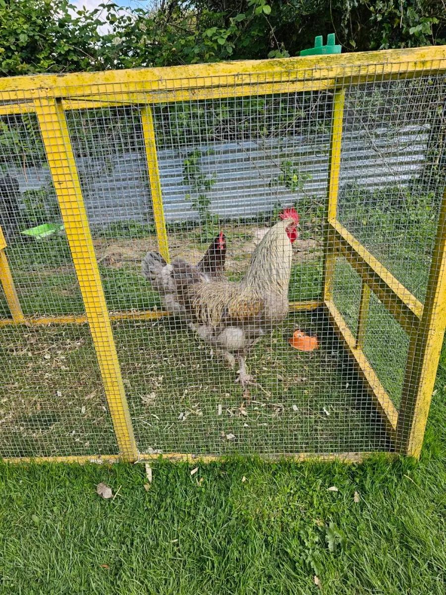 Blue Copper French Marans - Image 1