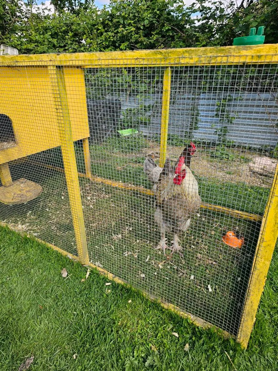 Blue Copper French Marans - Image 2