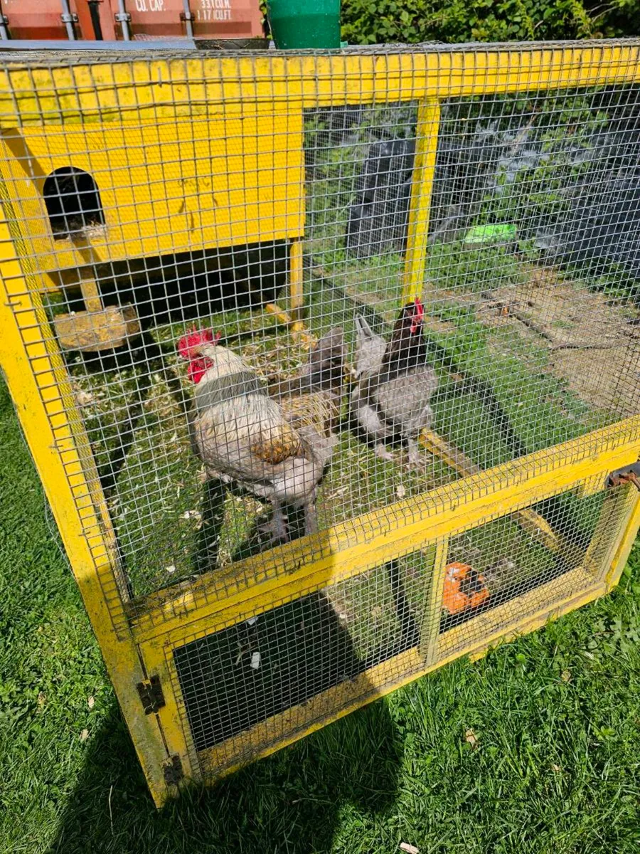 Blue Copper French Marans - Image 3