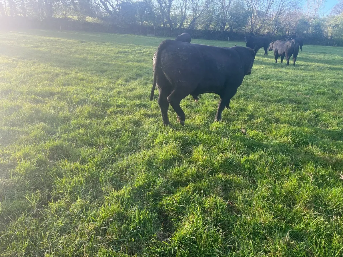 Livestock - Image 4