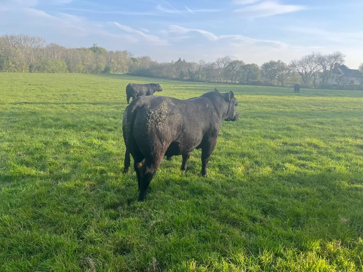 Livestock - Image 1