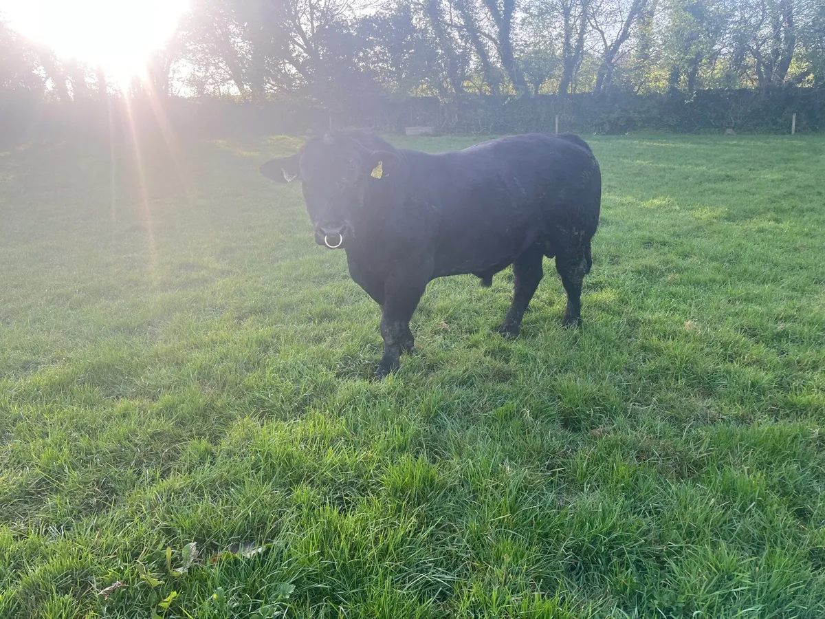 Livestock - Image 2