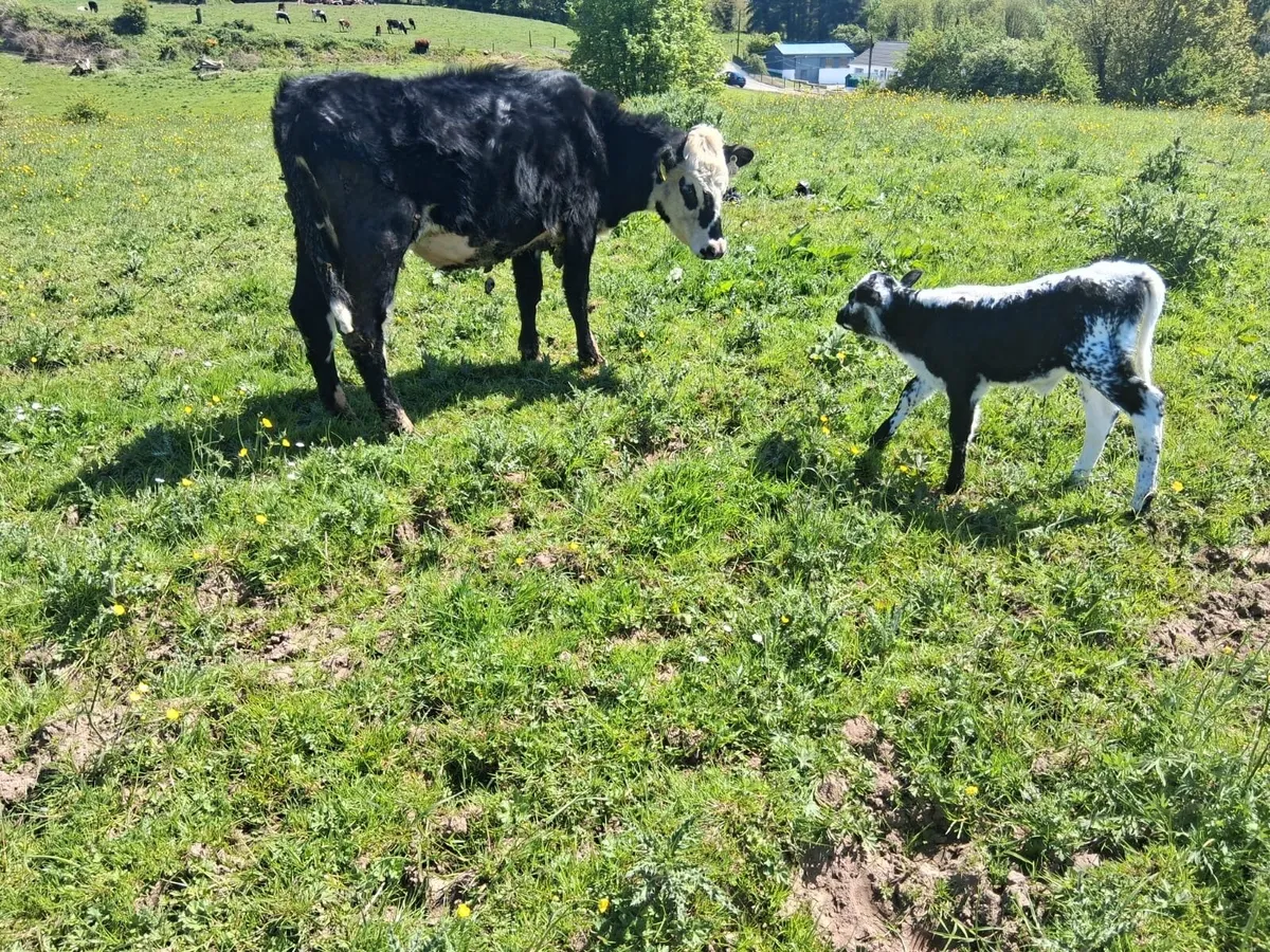 Calved heifers - Image 2