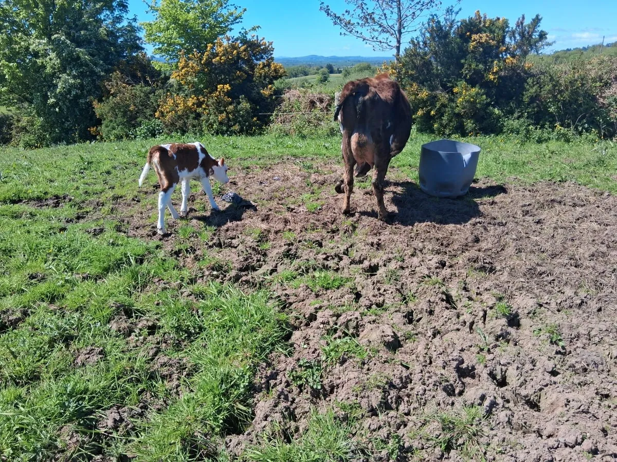 Calved heifers - Image 3