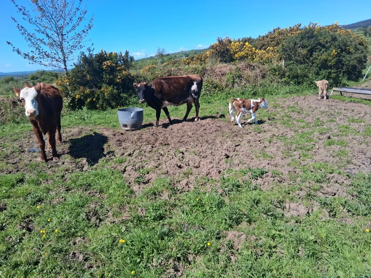 Calved heifers - Image 4