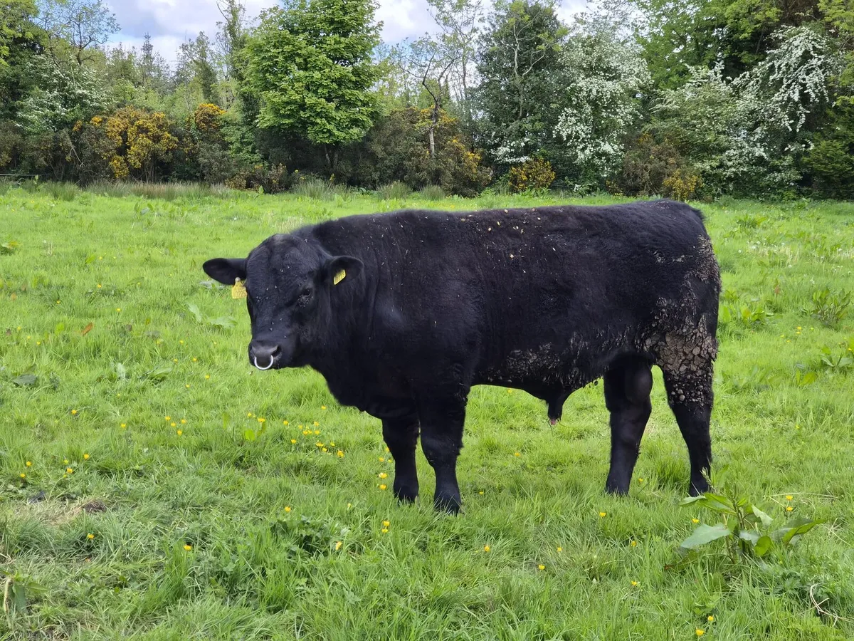 Purebred registered Angus Bull 14 months - Image 1
