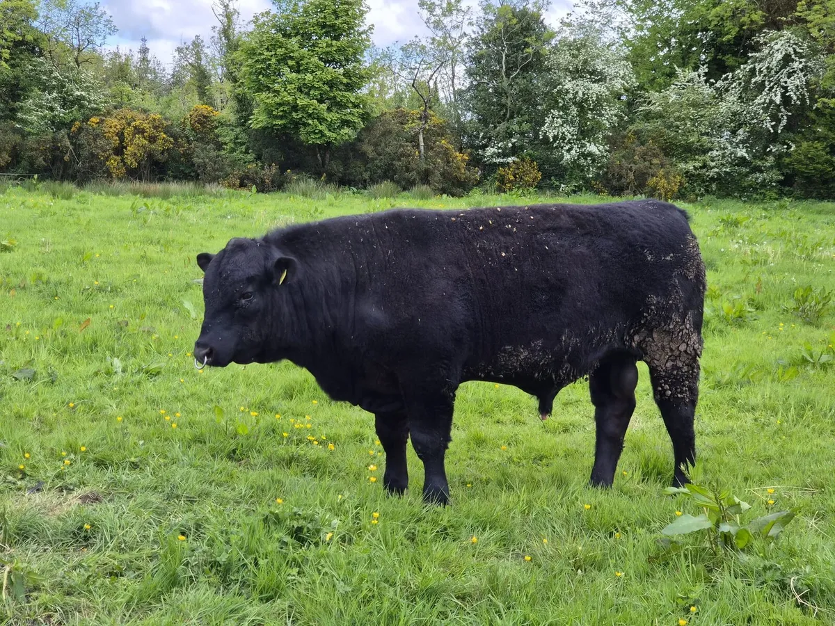 Purebred registered Angus Bull 14 months - Image 2