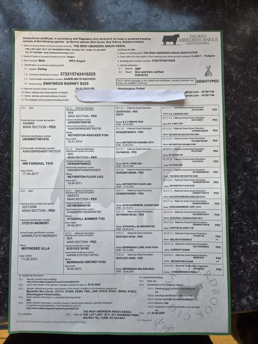 Purebred registered Angus Bull 14 months - Image 3