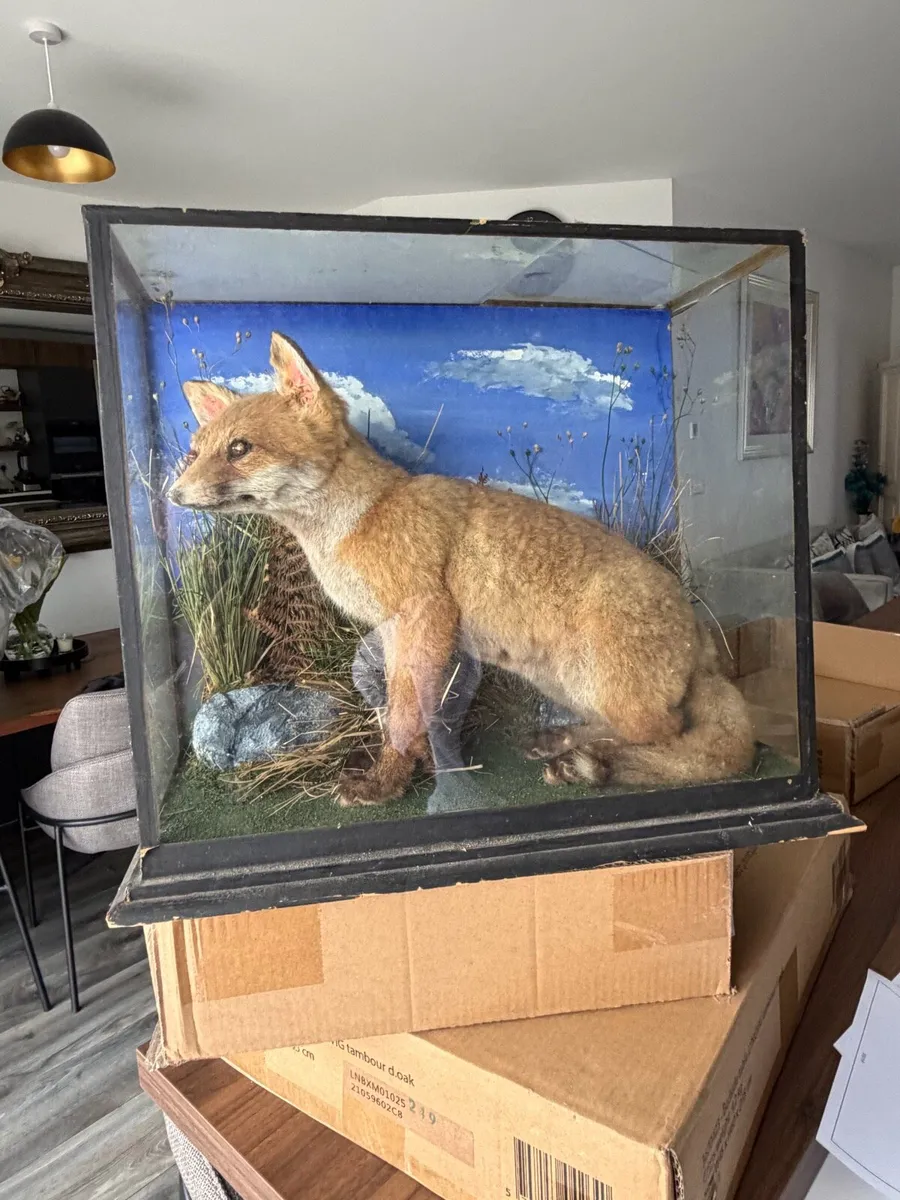 Taxidermy young Fox mounted - Image 1