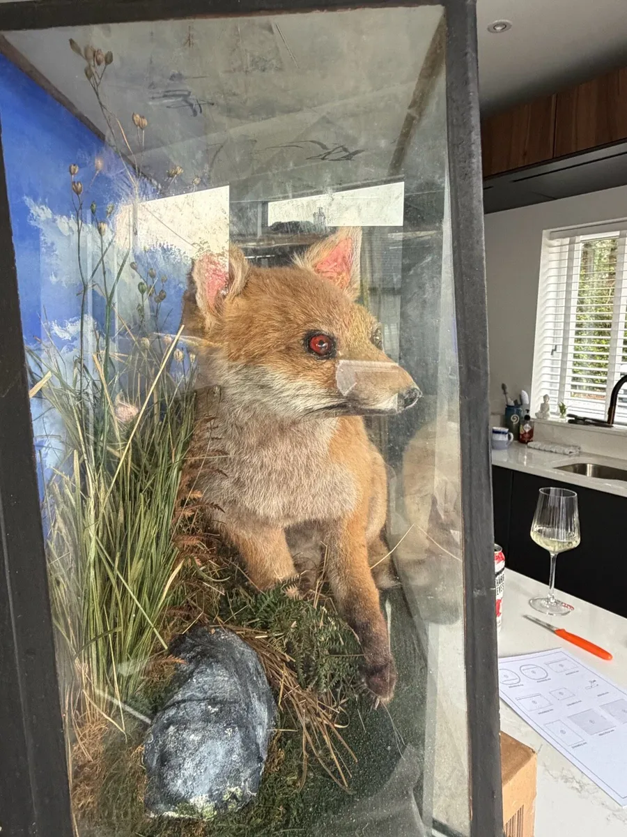 Taxidermy young Fox mounted - Image 2