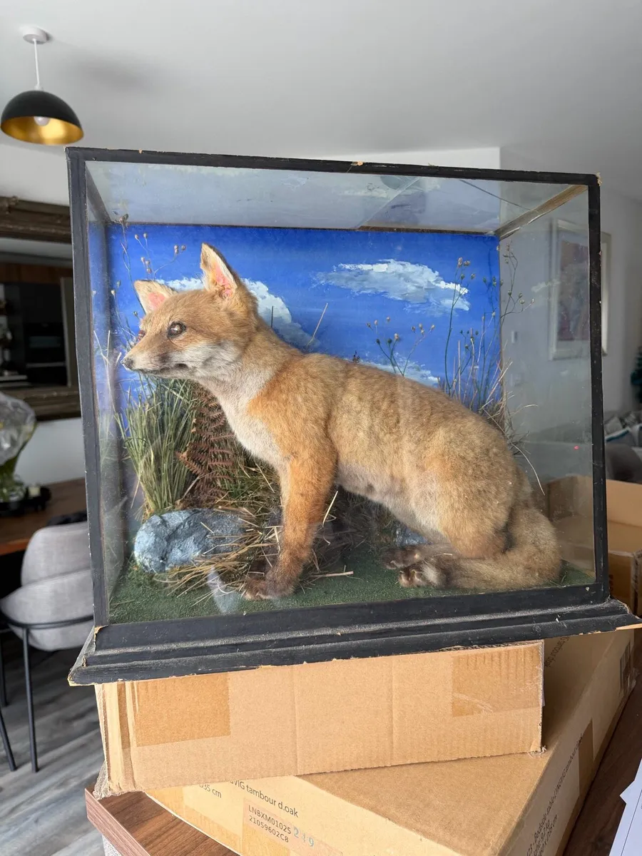 Taxidermy young Fox mounted - Image 3