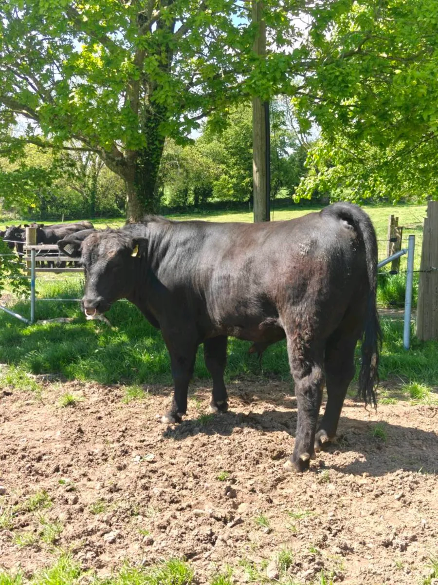 Pedigree Angus Bull - Image 2