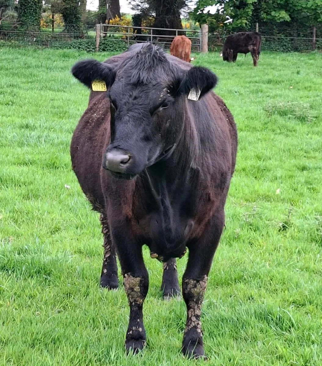 Pedigree registered Angus Bull and heifer - Image 2