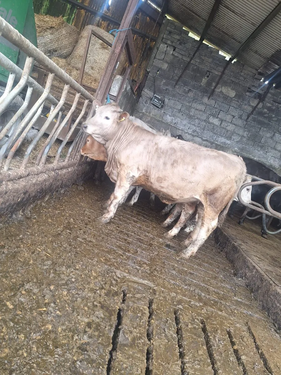 5 star weanling heifers - Image 1