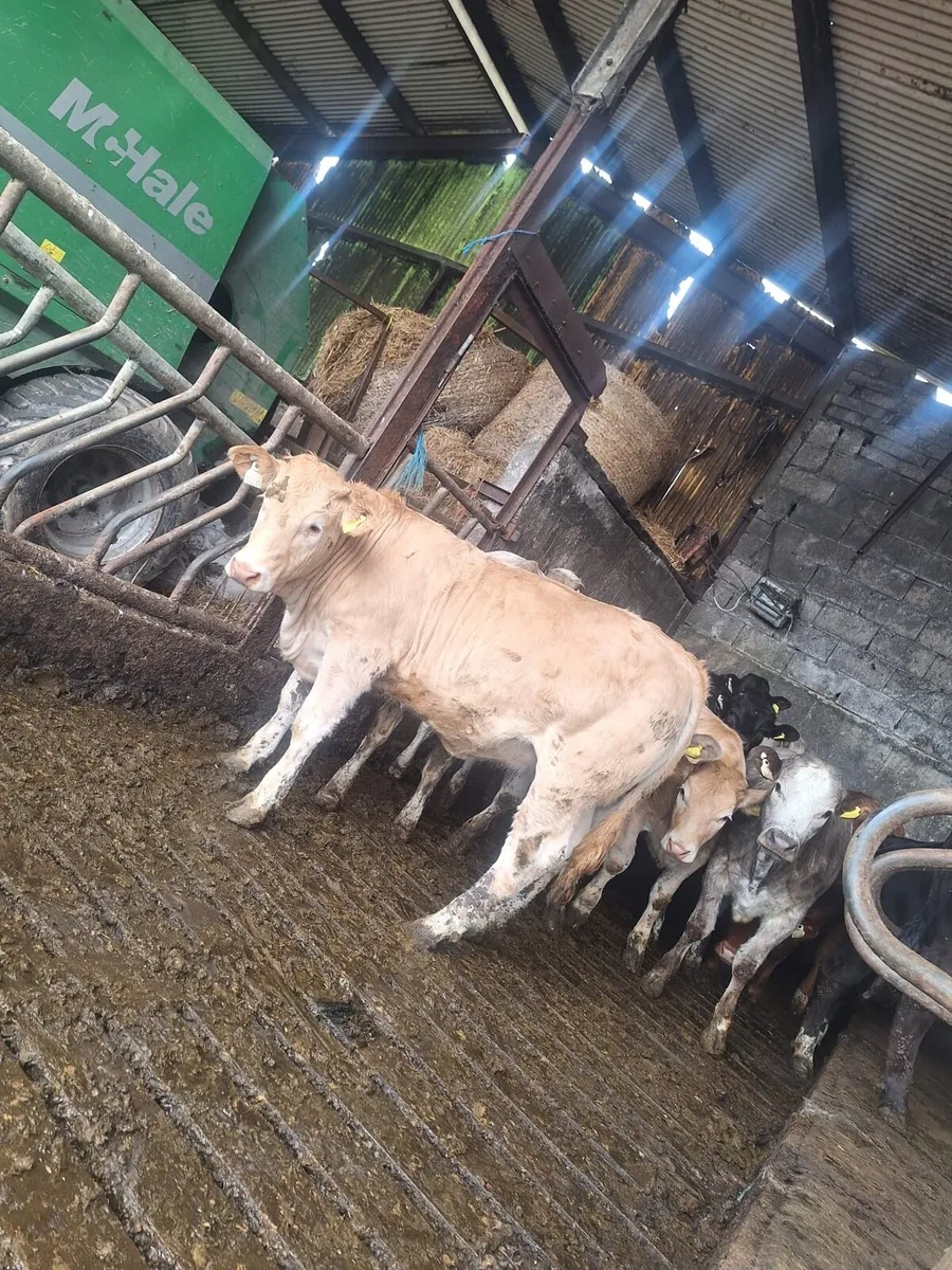 5 star weanling heifers - Image 2